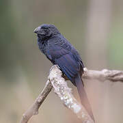 Groove-billed Ani