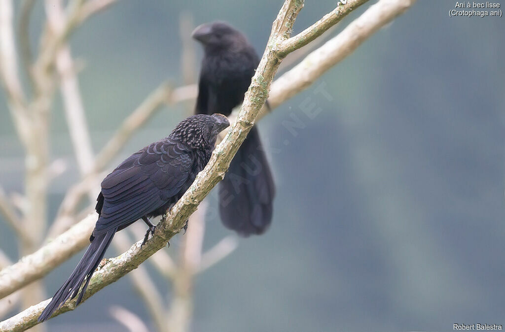 Smooth-billed Ani