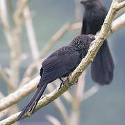 Smooth-billed Ani