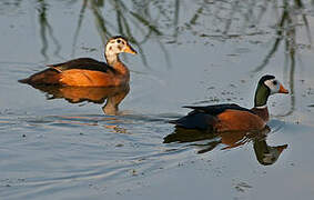 African Pygmy Goose