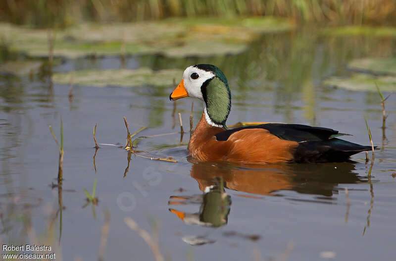 African Pygmy Goose male adult breeding, identification