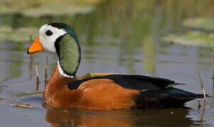 African Pygmy Goose