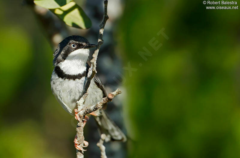 Apalis à collier