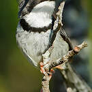 Apalis à collier