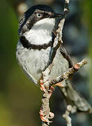 Bar-throated Apalis