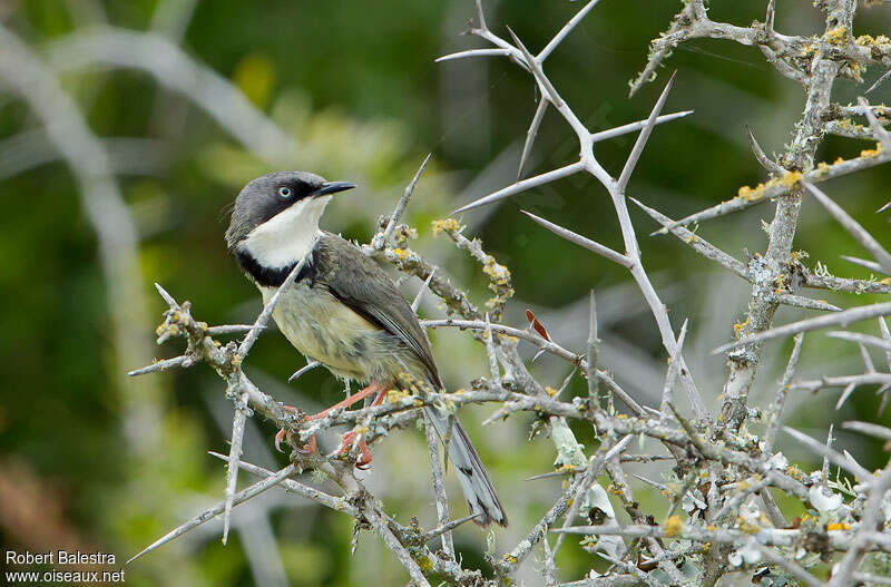 Apalis à collieradulte, identification