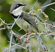 Apalis à collier