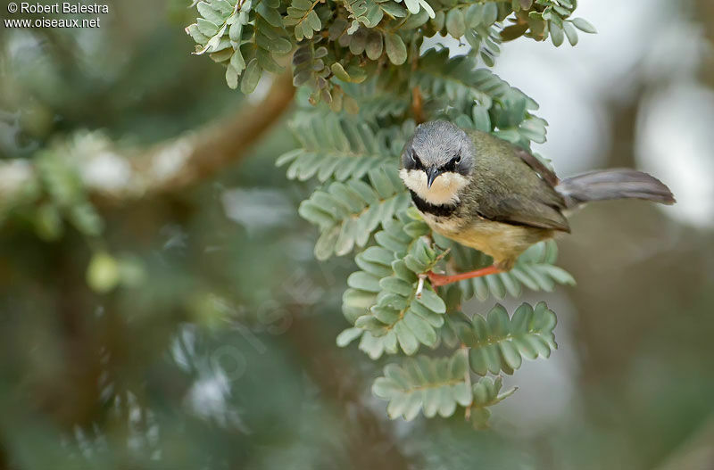 Apalis à collieradulte