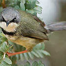 Apalis à collier
