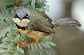 Bar-throated Apalis