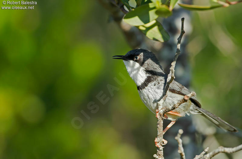 Bar-throated Apalisadult