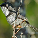 Apalis à collier