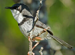 Bar-throated Apalis