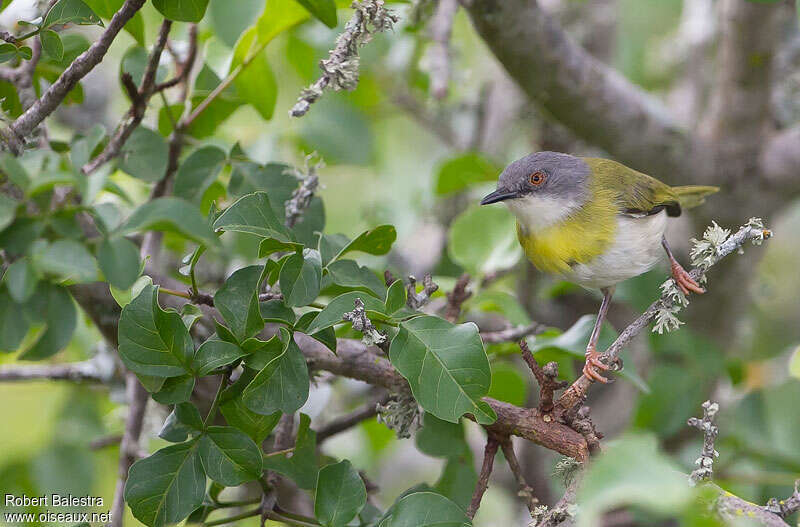 Apalis à gorge jauneadulte, identification