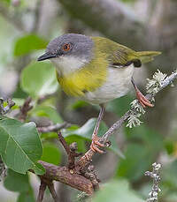 Apalis à gorge jaune