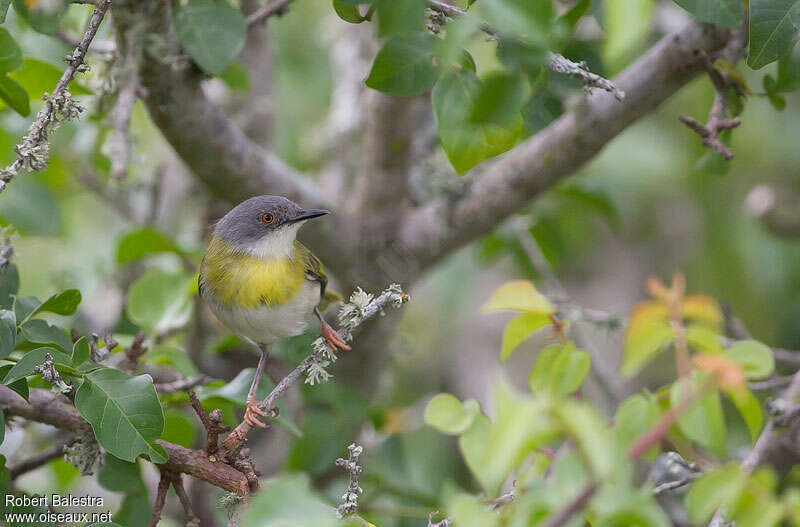 Apalis à gorge jauneadulte, habitat, pigmentation