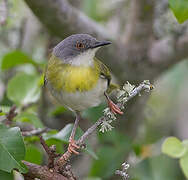 Apalis à gorge jaune