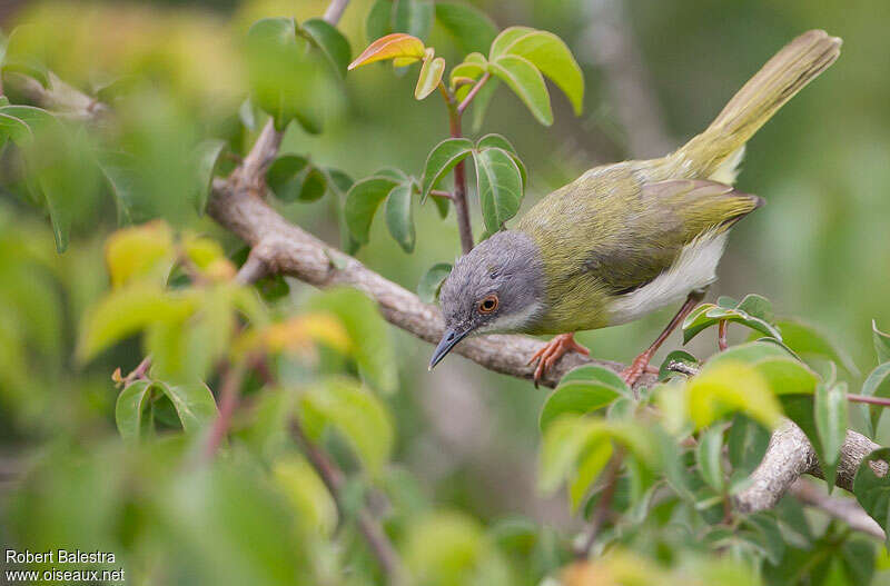 Apalis à gorge jauneadulte