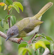 Apalis à gorge jaune