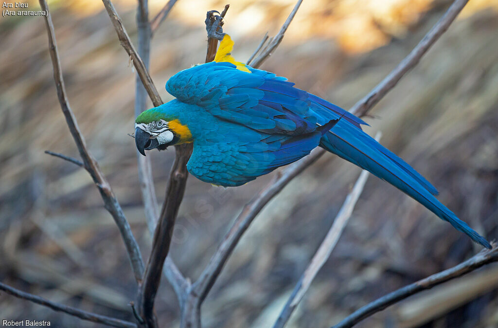 Blue-and-yellow Macaw