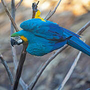 Blue-and-yellow Macaw