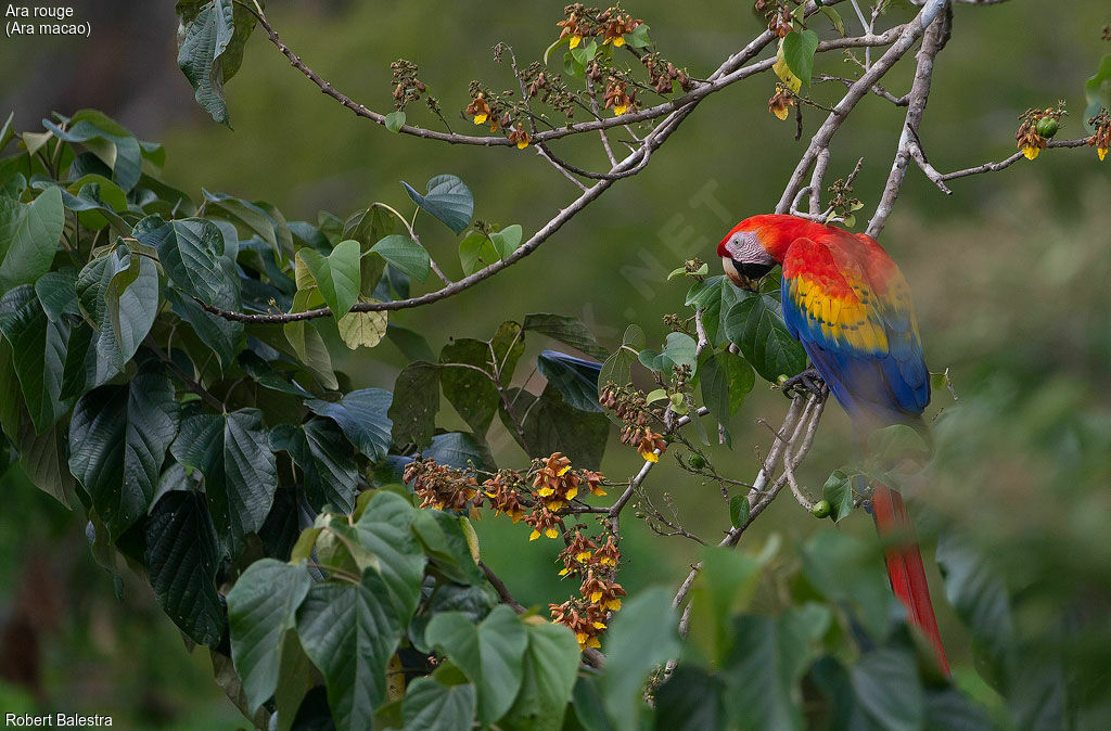 Scarlet Macaw