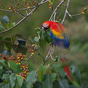Scarlet Macaw