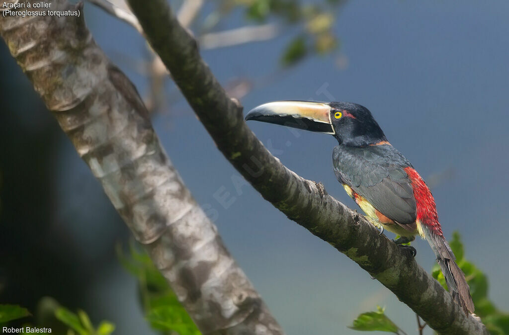 Araçari à collier