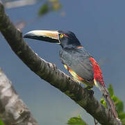 Collared Aracari