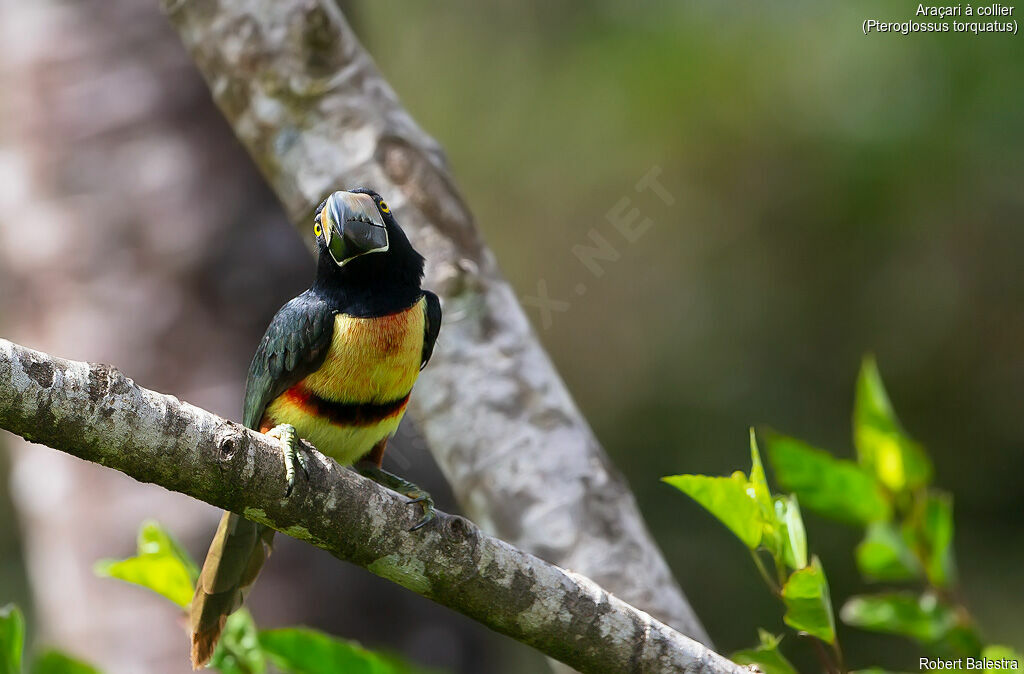 Collared Aracari