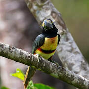 Collared Aracari