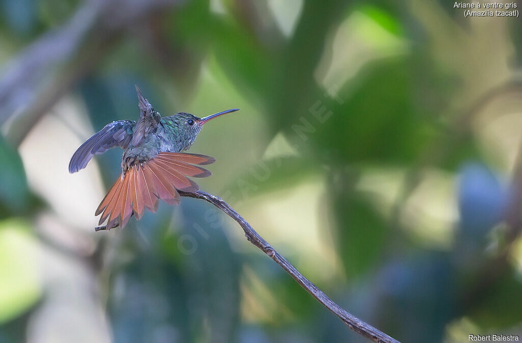 Rufous-tailed Hummingbird