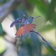 Rufous-tailed Hummingbird