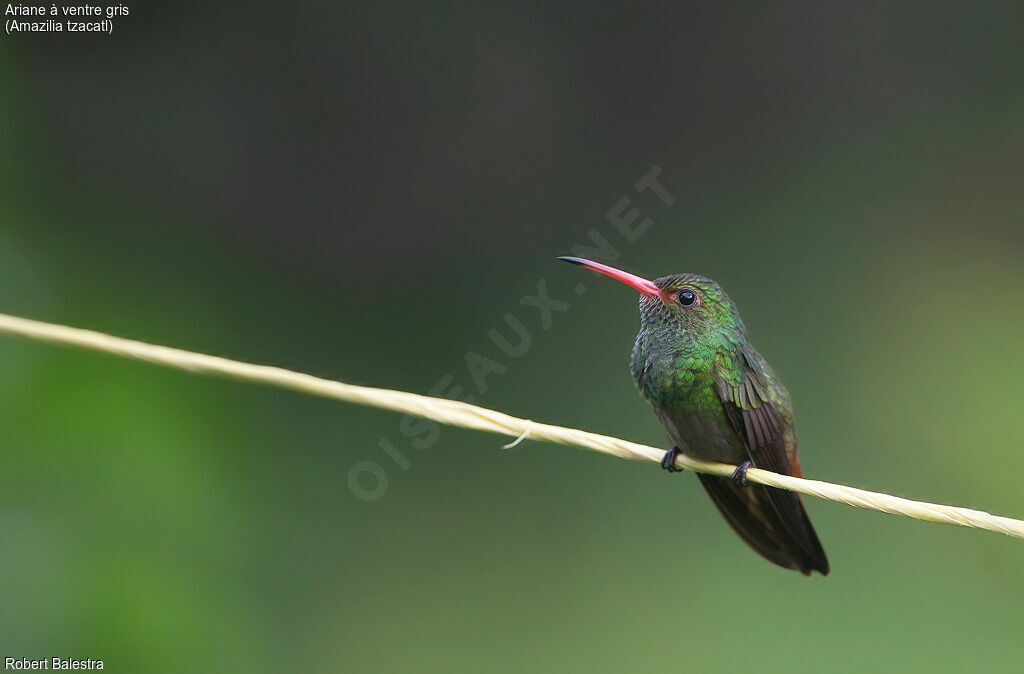 Rufous-tailed Hummingbird