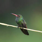 Rufous-tailed Hummingbird