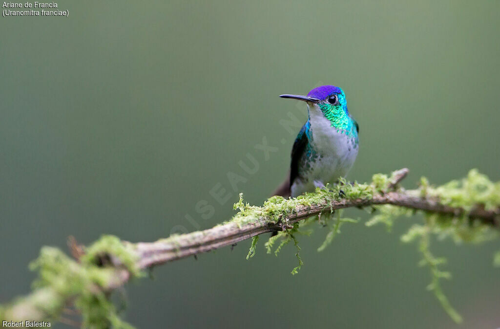 Andean Emerald