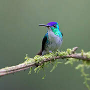 Andean Emerald