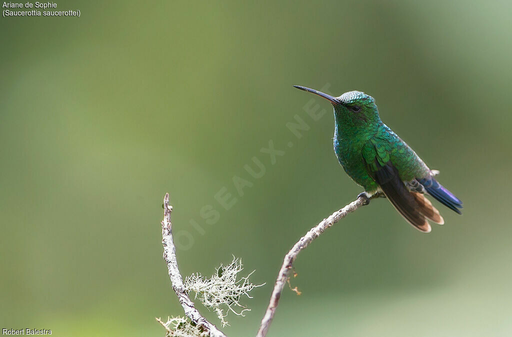 Steely-vented Hummingbird