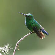 Steely-vented Hummingbird