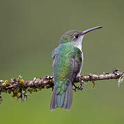 Green-and-white Hummingbird