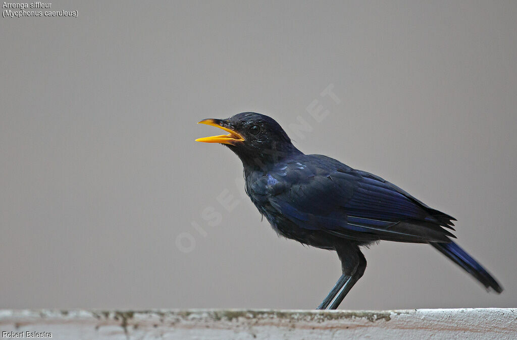 Blue Whistling Thrush