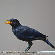 Blue Whistling Thrush