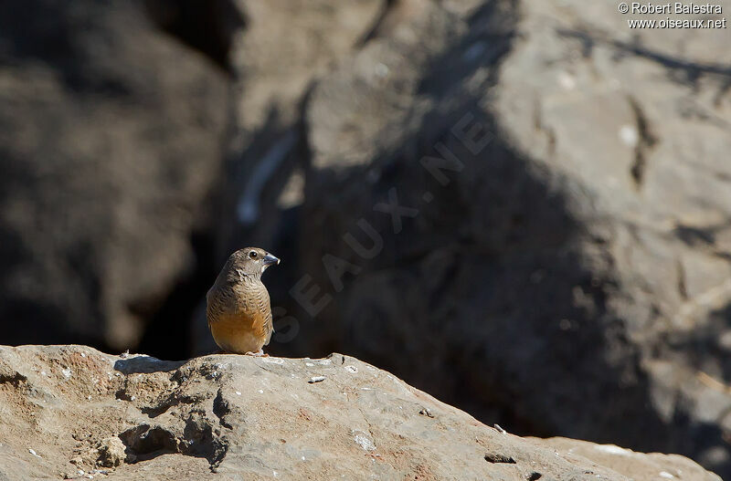 Quailfinch (fuscocrissa) female