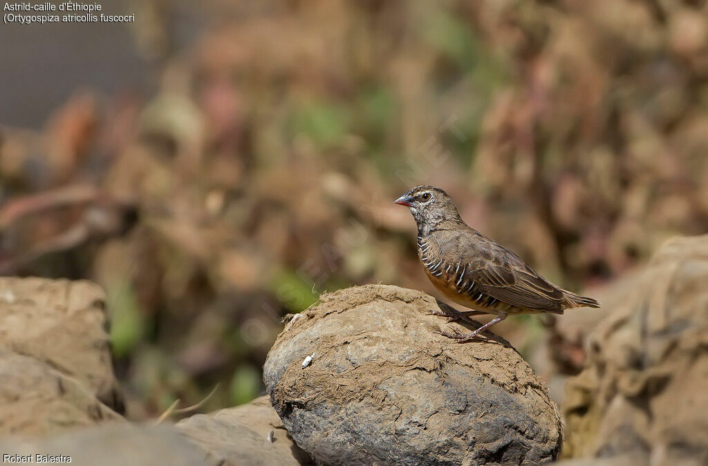 Quailfinch (fuscocrissa)