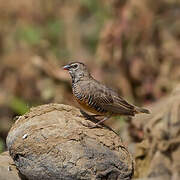 Quailfinch (fuscocrissa)