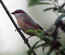 Crimson-rumped Waxbill