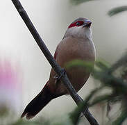 Crimson-rumped Waxbill