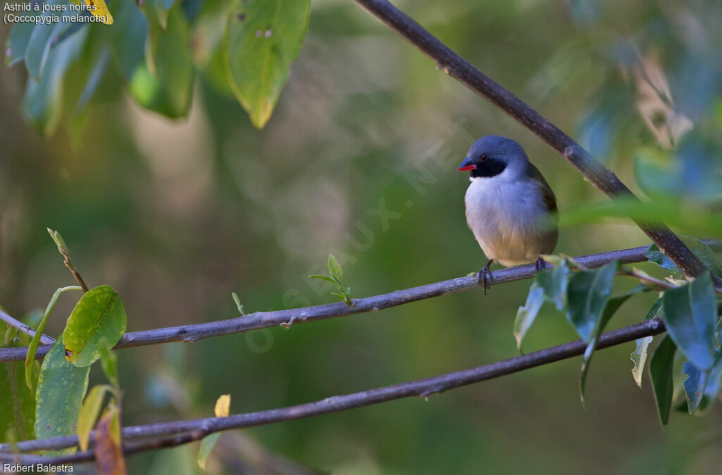 Swee Waxbill male