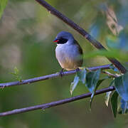 Swee Waxbill