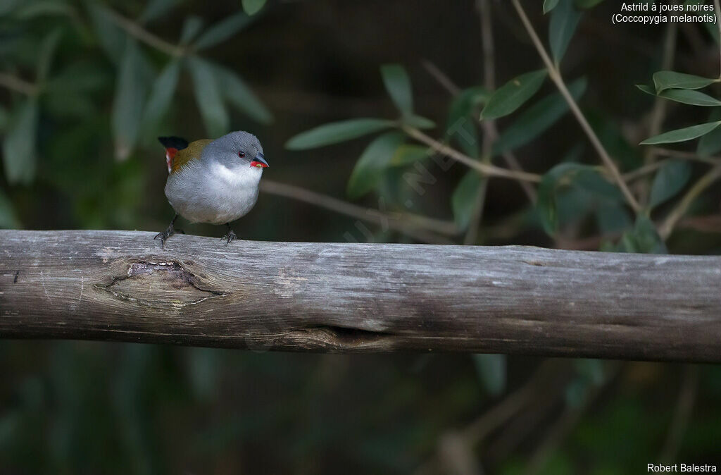 Swee Waxbill female